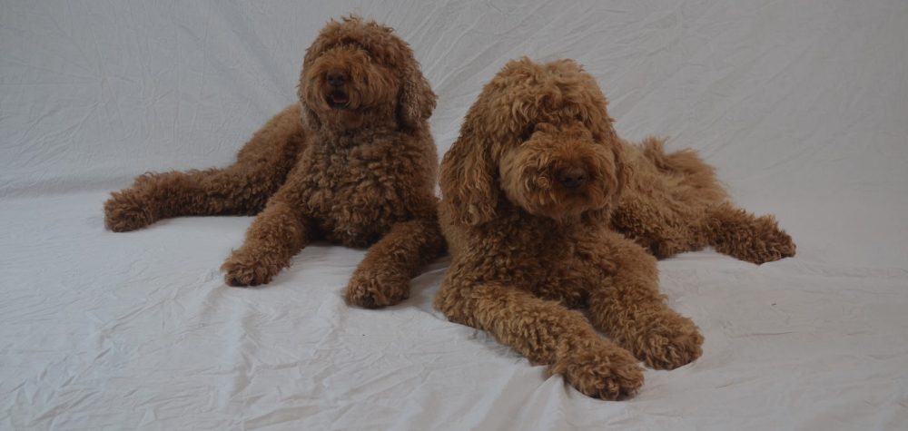 Just Your Average Adventure