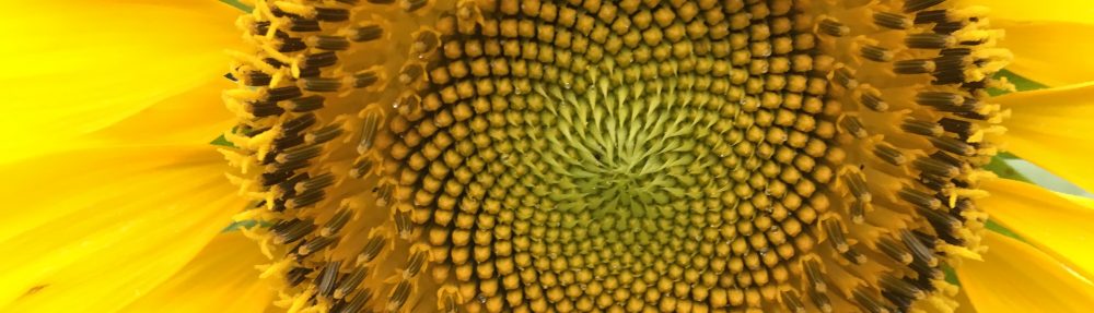 Just Your Average Adventure